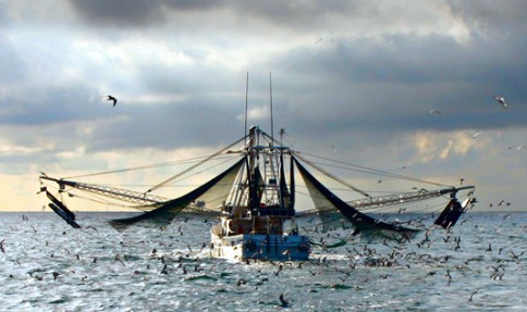 Shrimp Boat Fishing
